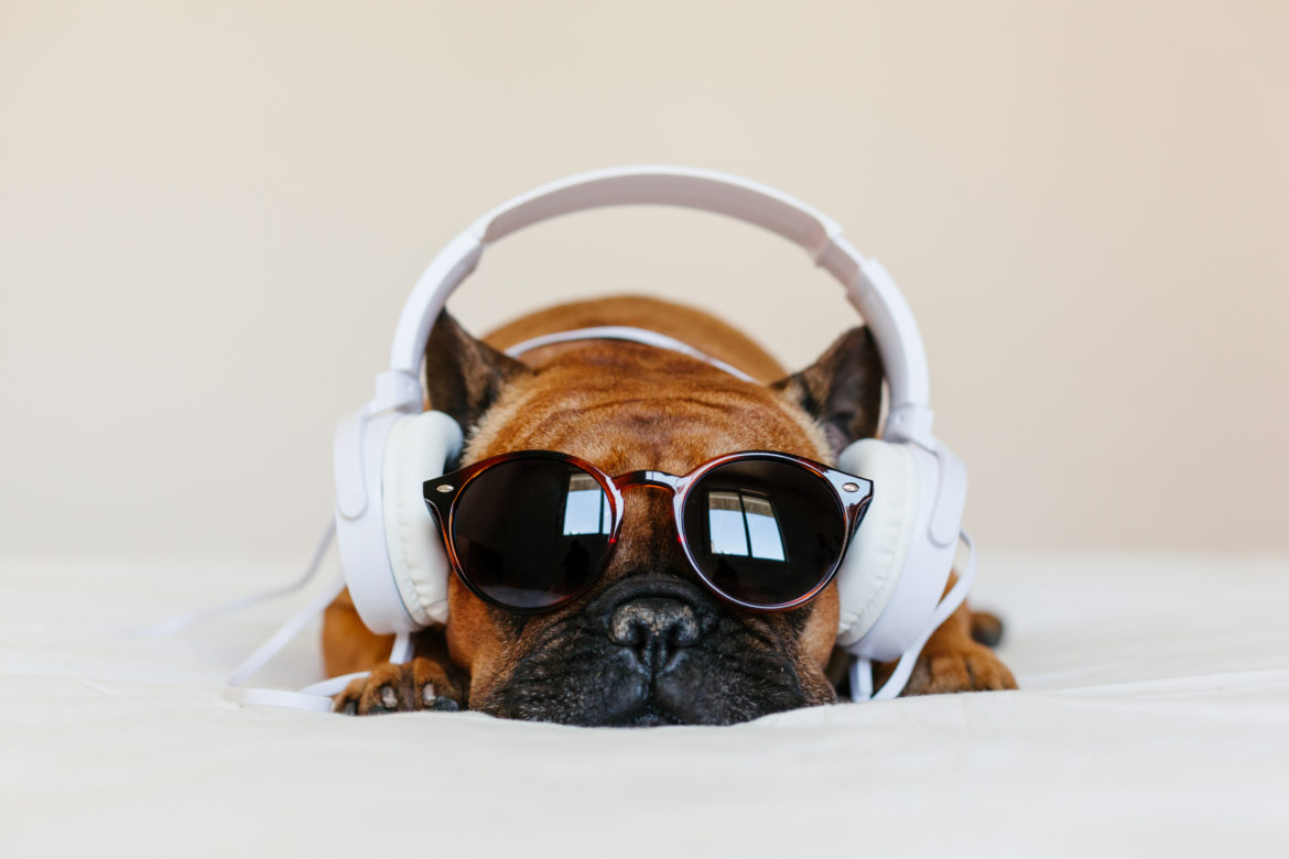 Even your dog loves Radio Free Plutopia! Picture of dog with headphones and shades.
