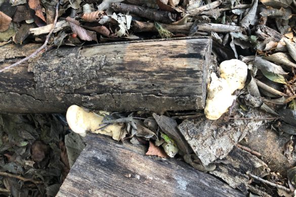 Photo of Mushrooms growing on a log