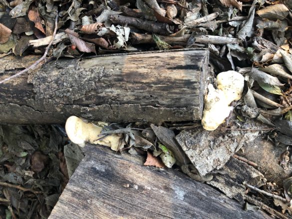 Photo of Mushrooms growing on a log