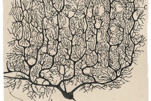 Spanish physician Santiago Ramón y Cajal's map of neuron networks in the brain