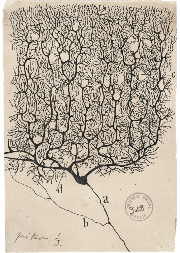 Spanish physician Santiago Ramón y Cajal's map of neuron networks in the brain