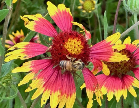 Photo of a bee on an Indian Blanket wildflower. (Okay, we have a bee in our bonnet.)